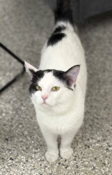 Rescue Domestic Short Hair Cats for Adoption in Plymouth, Minnesota - Coast Guard ~Adoption Center Cat~ | PetCurious