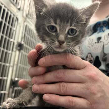 Domestic Short Hair Cats Available for Adoption in Clavet, Saskatchewan - Tomato | PetCurious