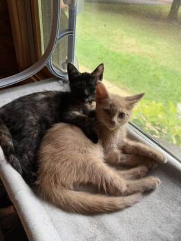 Emmy Rae (26-193 C) -  Domestic Short Hair Cat for Adoption in Lansing, Michigan - Emmy Rae (26-193 C) | PetCurious