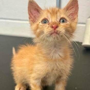 Lord Purrington the First C12020 -  Domestic Short Hair Cat for Adoption - Lord Purrington The First C12020 | PetCurious