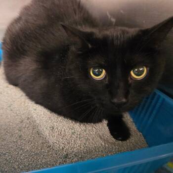 Spanky -  Domestic Short Hair Cat for Adoption in Waldorf, Maryland - Spanky | PetCurious