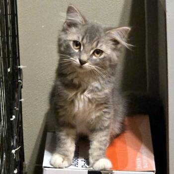 Rescue Domestic Medium Hair Cats for Adoption - Liza | PetCurious