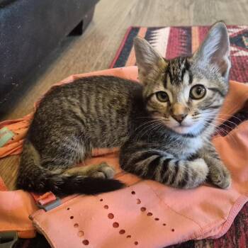 Walker -  Domestic Short Hair Cat for Adoption in Prescott, Arizona - Walker | PetCurious