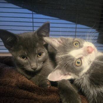 Tuesday -  Domestic Short Hair Cat for Adoption in Desert Hot Springs, California - Tuesday | PetCurious