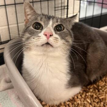 Domestic Short Hair Cats Available for Adoption in Rocky Mount, Virginia - John | PetCurious