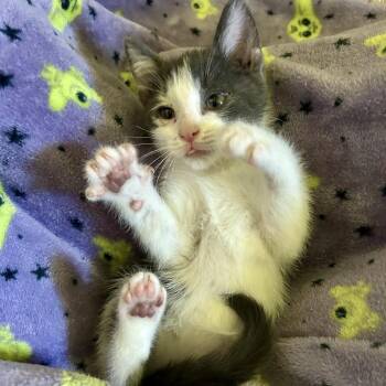 Giant -  Domestic Medium Hair Cat for Adoption in Bloomington, Illinois - Giant | PetCurious