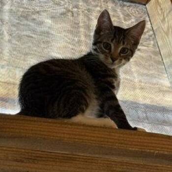 Spider Monkey -  Domestic Short Hair Cat for Adoption in Lemoyne, Pennsylvania - Spider Monkey | PetCurious