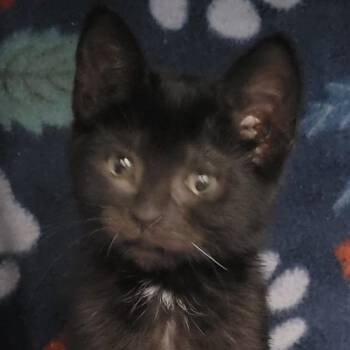 Morgana -  Domestic Short Hair Cat Available for Adoption in Las Vegas, Nevada - Morgana | PetCurious