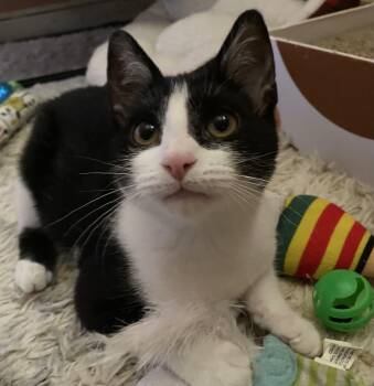 Domestic Short Hair Cats Available for Adoption - Veranda-Sweet & Silly | PetCurious