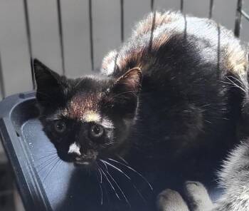 Marley -  Domestic Short Hair Cat for Adoption in Bloomington, Indiana - Marley | PetCurious