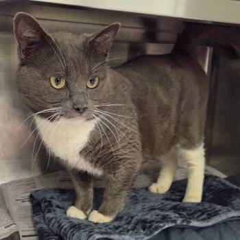 Domestic Short Hair Cats Available for Adoption - Burt | PetCurious