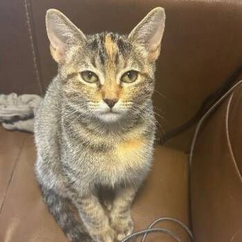 Tabby and Domestic Short Hair Cats Available for Adoption in Friendswood, Texas - Nashville Your Personal Lifeguard Kitty | PetCurious