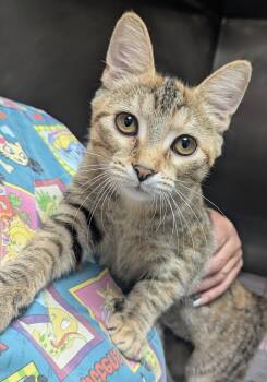 Bridget -  Domestic Short Hair Cat for Adoption in Springfield, Illinois - Bridget | PetCurious