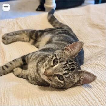 Lily -  American Shorthair Cat for Adoption in Houston, Texas - Lily | PetCurious