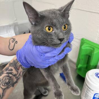 Domestic Short Hair Cats Available for Adoption - Kam | PetCurious