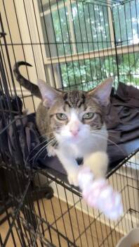 Green -  Domestic Short Hair Cat for Adoption in Lawrenceville, Georgia - Green | PetCurious