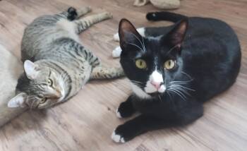 Rescue Domestic Short Hair Cats for Adoption in Jacksonville, Florida - Reagan & Raymond | PetCurious