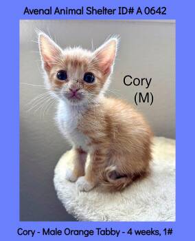 Cory -  Domestic Short Hair Cat for Adoption in Avenal, California - Cory | PetCurious