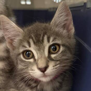 Daphne (Pink) -  Domestic Short Hair Cat for Adoption in League City, Texas - Daphne (Pink) | PetCurious