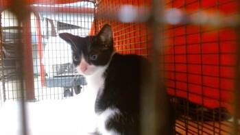 OREO -  Domestic Short Hair Cat for Adoption in Doral, Florida - OREO | PetCurious