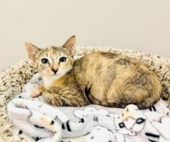 Glimmer -  Domestic Short Hair Cat for Adoption in Savannah, Georgia - Glimmer | PetCurious
