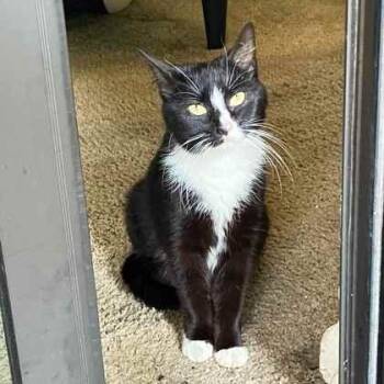 Domestic Short Hair Cats Available for Adoption in Greenbelt, Maryland - Morra | PetCurious