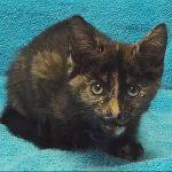 Rescue Tortoiseshell Cats for Adoption in Green Valley, Arizona - Chase | PetCurious