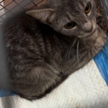 Fifi -  Domestic Short Hair Cat for Adoption in Wilmington, Delaware - Fifi | PetCurious