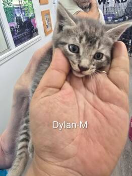 Dylan -  Domestic Short Hair Cat for Adoption in Glenfield, New York - Dylan | PetCurious