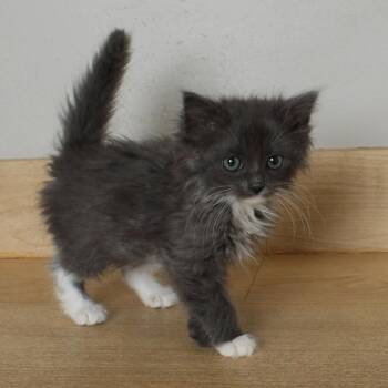 Domestic Medium Hair Cats Available for Adoption in Minnetonka, Minnesota - Tigerclaw C69290 | PetCurious