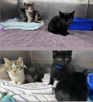 Domestic Short Hair Cats Available for Adoption in Hobart, Indiana - Silver Dollar | PetCurious