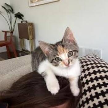 Rescue Domestic Short Hair Cats for Adoption in Chicago, Illinois - Cygnet (bonded With Swan) | PetCurious