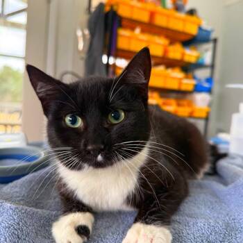 Domestic Short Hair Cats Available for Adoption - Tansy | PetCurious
