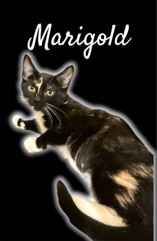 Marigold -  Domestic Short Hair Cat Available for Adoption in Auburn, California - Marigold | PetCurious