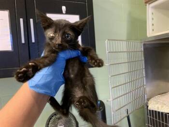 MIDNIGHT -  Domestic Short Hair Cat for Adoption in Grand Prairie, Texas - MIDNIGHT | PetCurious