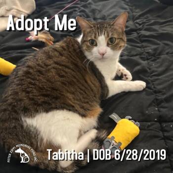 Tabitha -  Tabby and Domestic Short Hair Cat for Adoption in Hermosa Beach, California - Tabitha | PetCurious