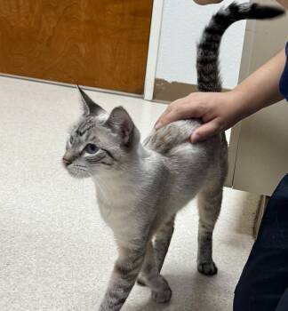 Topsy Turvy -  Siamese Cat for Adoption in Mission Viejo, California - Topsy Turvy | PetCurious