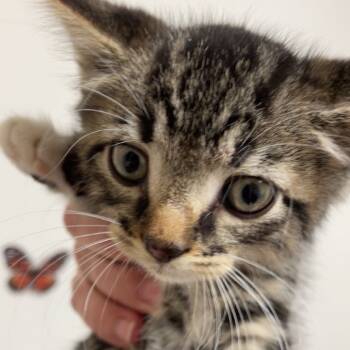 Rescue Domestic Short Hair Cats for Adoption in Brownsboro, Alabama - Wilde | PetCurious