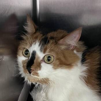 Rescue Domestic Long Hair Cats for Adoption in Auburn, Alabama - Nelly | PetCurious