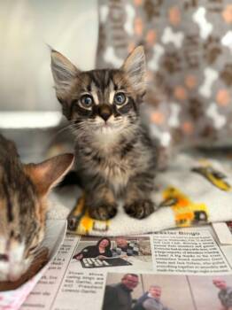 Cheerio -  Domestic Short Hair Cat for Adoption in Detroit, Michigan - Cheerio | PetCurious