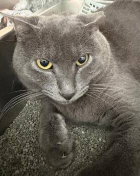 Stormy - PSP -  Domestic Short Hair Cat for Adoption in Oakland Park, Florida - Stormy - PSP | PetCurious