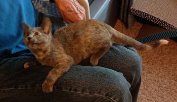 Rescue Domestic Short Hair Cats for Adoption in Mansfield, Texas - Mya | PetCurious