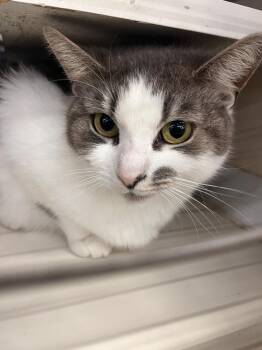 Mollie -  Domestic Short Hair and Tabby Cat Available for Adoption in Acworth, Georgia - Mollie | PetCurious