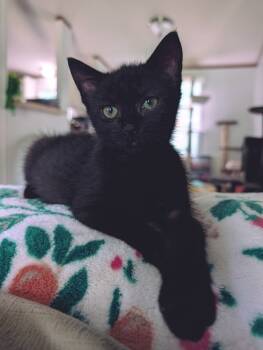 Rescue Domestic Short Hair Cats for Adoption - Maggie | PetCurious