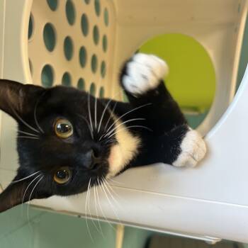 Rescue Domestic Short Hair Cats for Adoption in Roxboro, North Carolina - Winkie | PetCurious