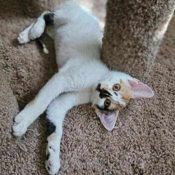 Cleopatra 4 -  Domestic Short Hair Cat for Adoption in Bulverde, Texas - Cleopatra 4 | PetCurious