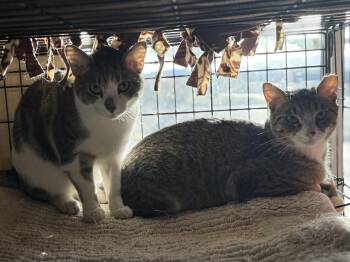 Tiger, Sylvester, Tiny -  Domestic Short Hair Cat Available for Adoption in Boulder City, Nevada - Tiger, Sylvester, Tiny | PetCurious
