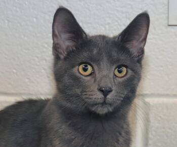 Presley -  Russian Blue Cat for Adoption in Euclid, Ohio - Presley | PetCurious