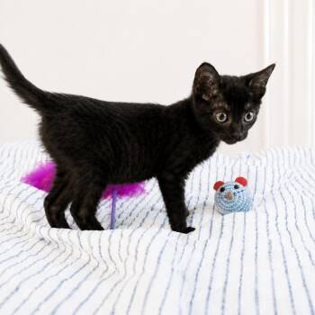 Moonbeam -  Domestic Short Hair Cat for Adoption in Groveland, Massachusetts - Moonbeam | PetCurious