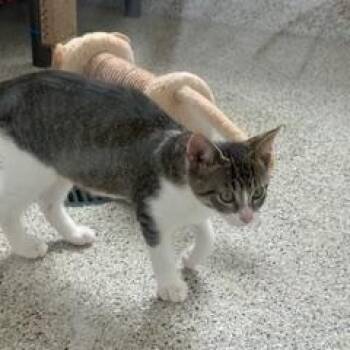 Mouse -  Domestic Short Hair Cat for Adoption in Black River Falls, Wisconsin - Mouse | PetCurious
